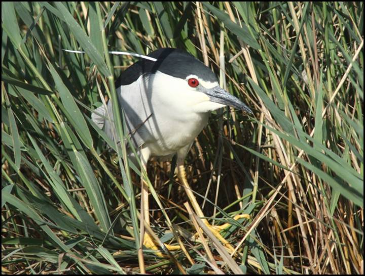 Bihoreau gris, Delta de l'Ebre