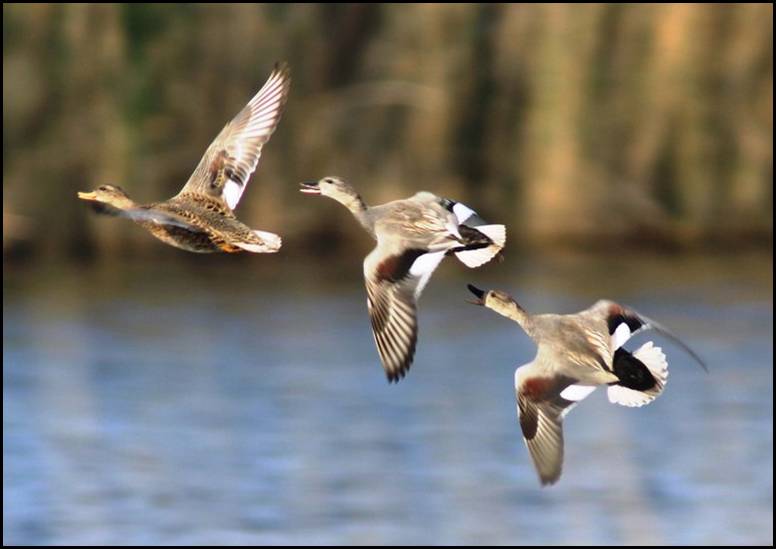 Canard chipeau, Bree