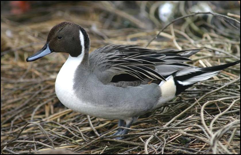 Canard pilet, Hettange-Grande