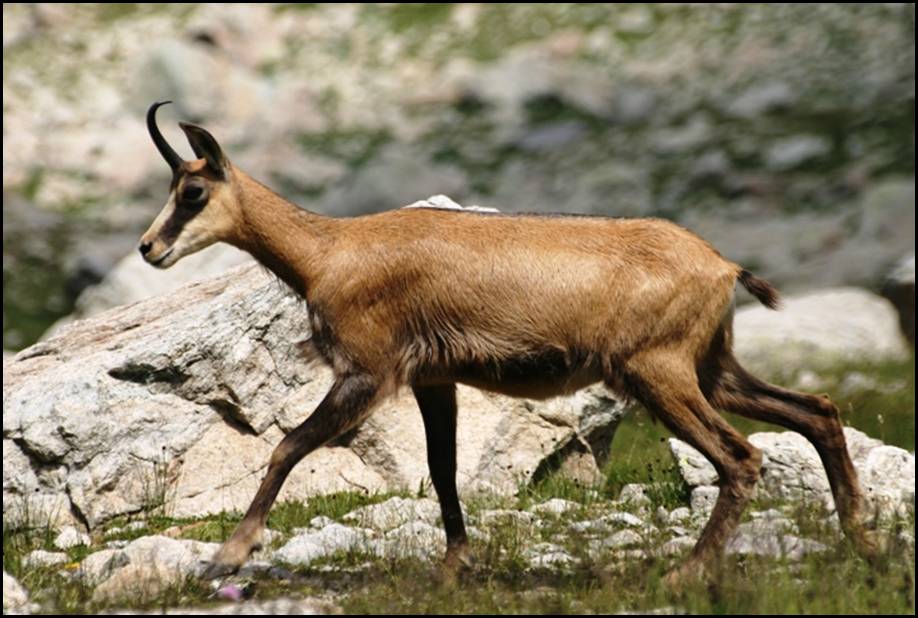 Chamois, Mercantour