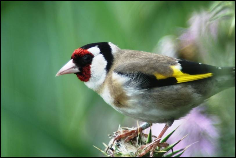 Chardonneret lgant, Aiguamolls