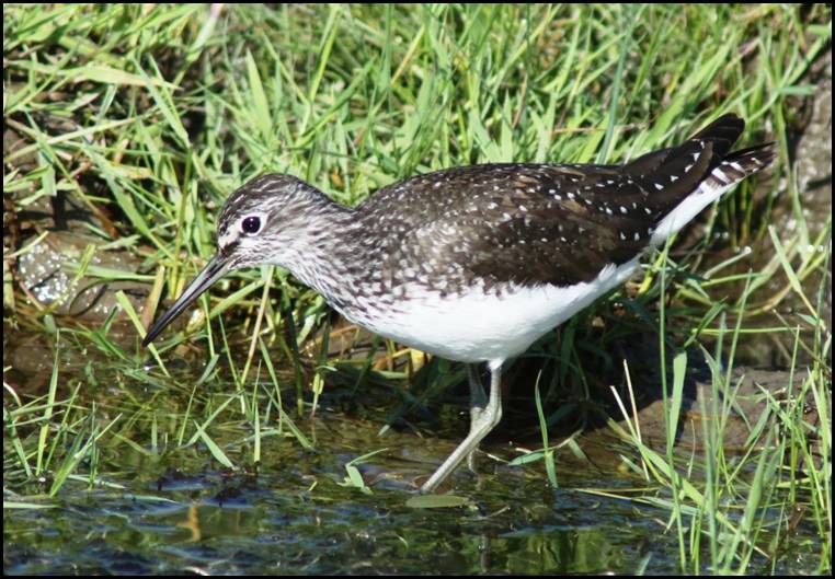 Chevalier culblanc, Lauwersmeer