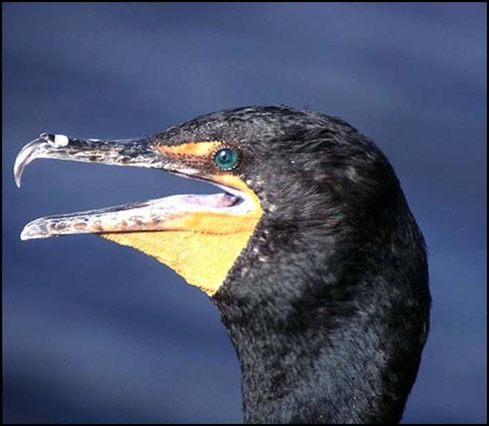 Double-crested cormorant, Everglades