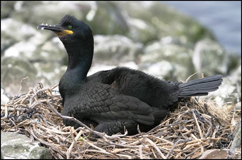 Cormoran hupp, Farne Islands