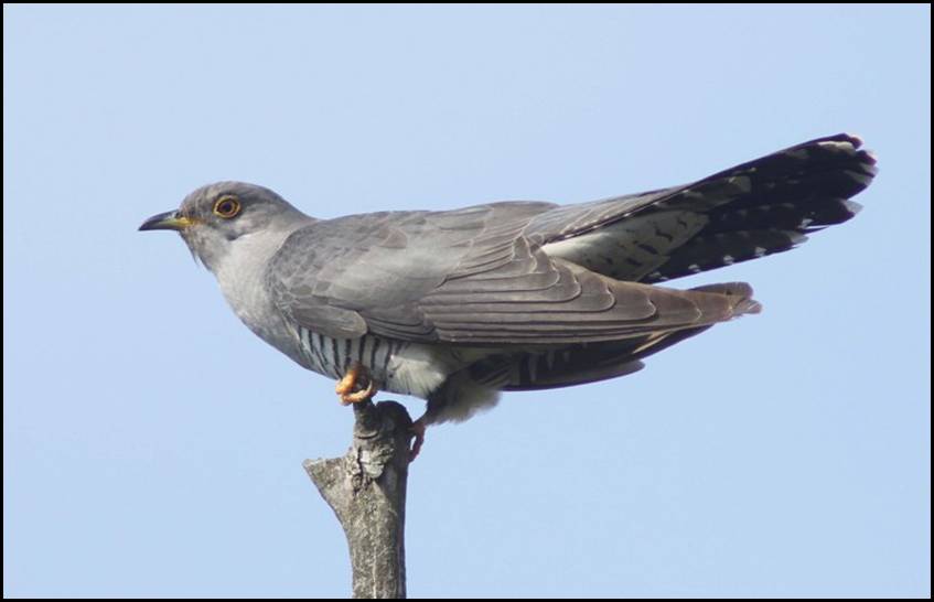 Coucou gris, Remerschen