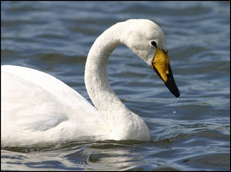 Cygne chanteur, Reykjavik