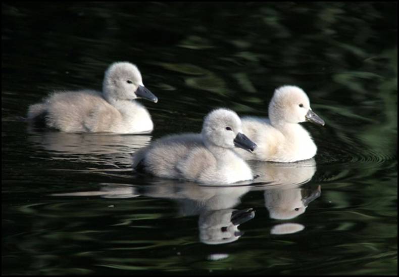 Cygne tubercul, Remerschen