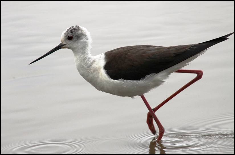 Echasse blanche, Camargue