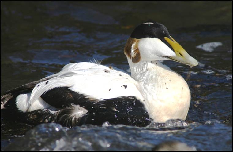 Eider  duvet, Islande