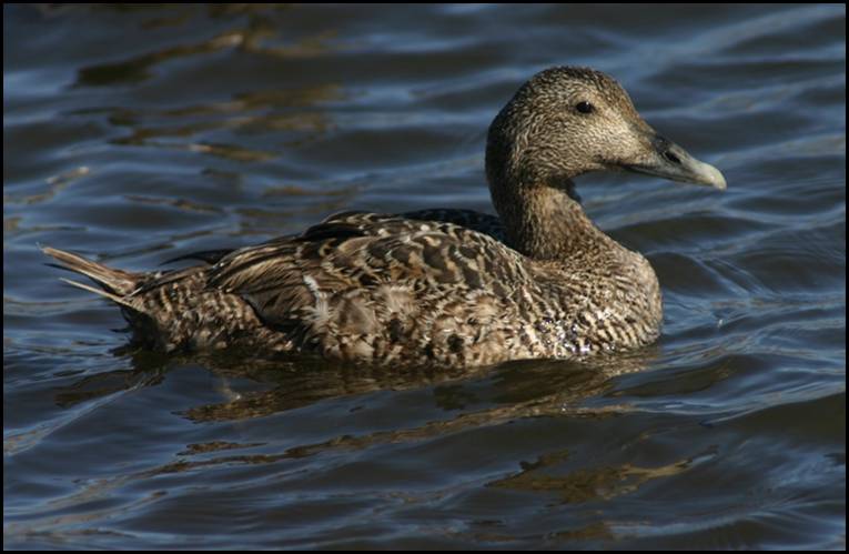 Eider  duvet, Islande