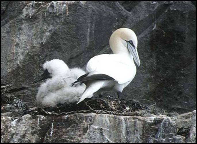 Fou de Bassan, Bass Rock