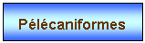 Zone de Texte: Plcaniformes