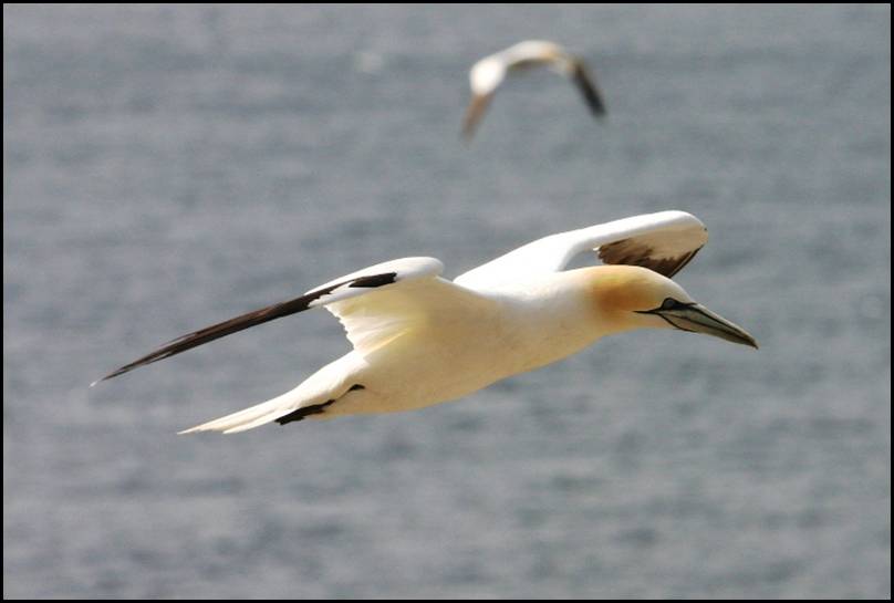 Fou de Bassan, Bass Rock