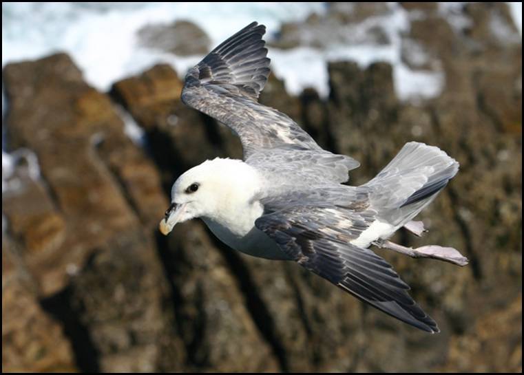 Fulmar boral, Dunnet Head