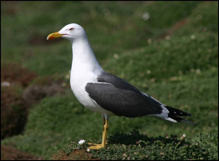 Goland brun, Skomer Island