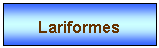 Zone de Texte: Lariformes