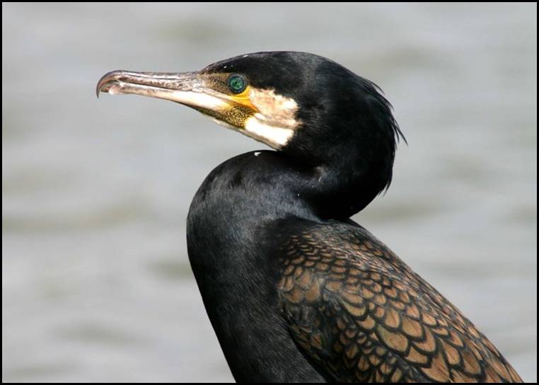 Grand cormoran, Rhodes (FR)