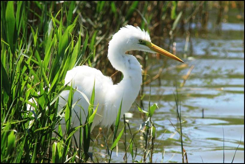 Grande aigrette, Delta de l'Ebre