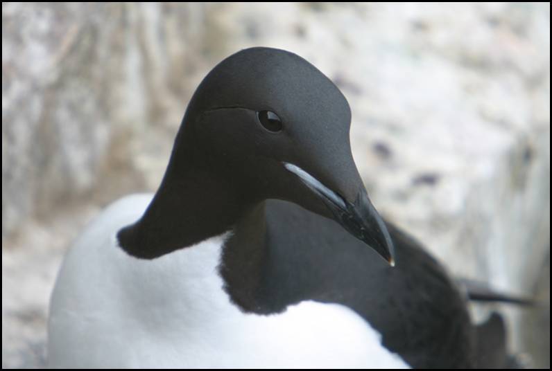 Guillemot de Brnnich, Spitzberg