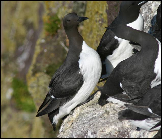 Guillemot de Trol, Latrabjarg (IS)