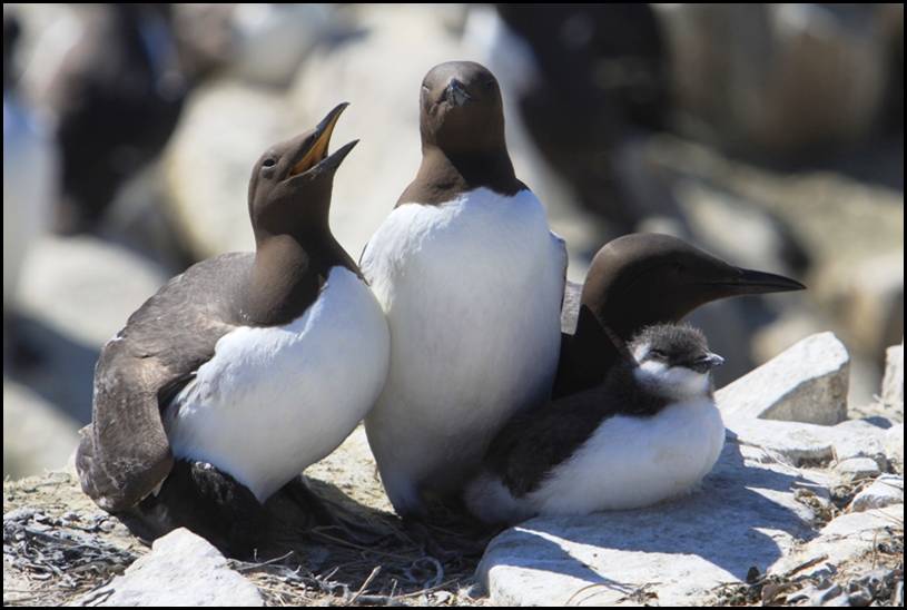 Guillemot de Trol, Farne Islands (UK)
