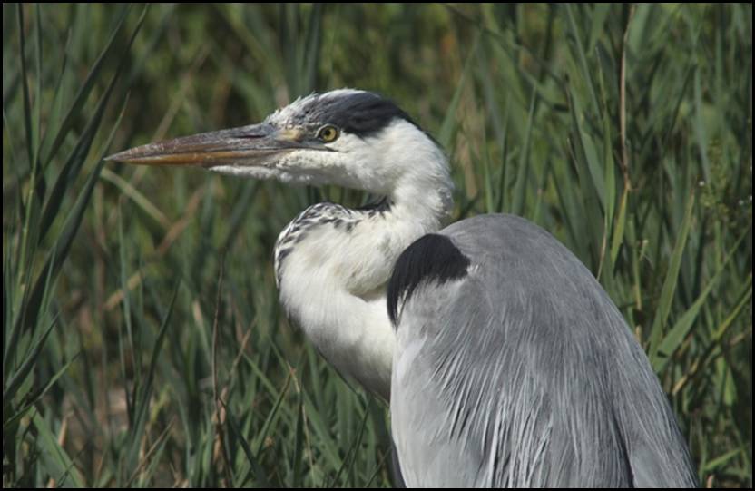 Hron cendr, Camargue
