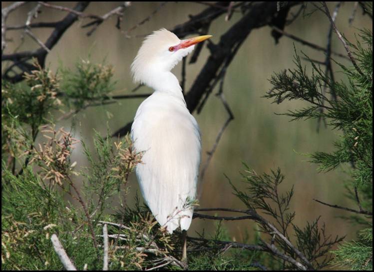 Hron garde-bufs, Camargue