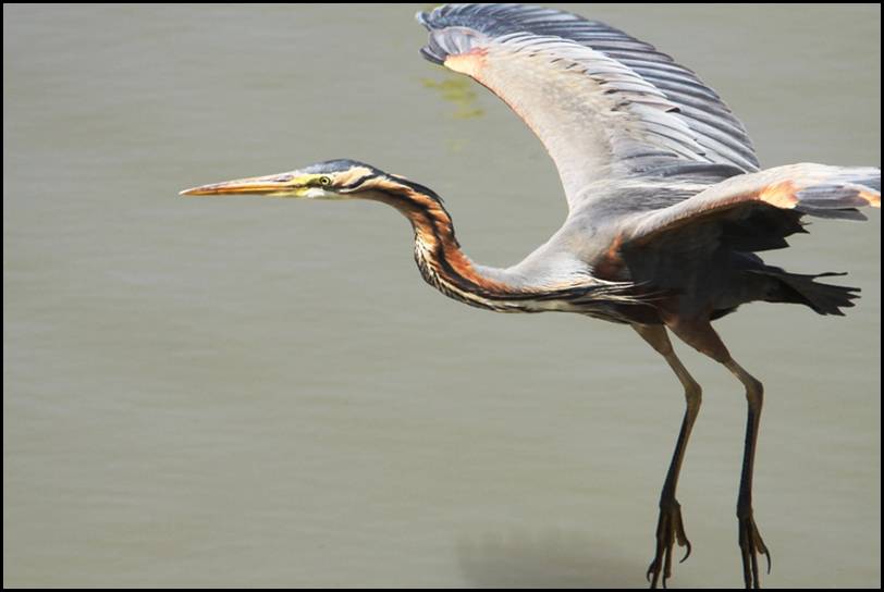 Hron pourpr, Delta de l'Ebre 
