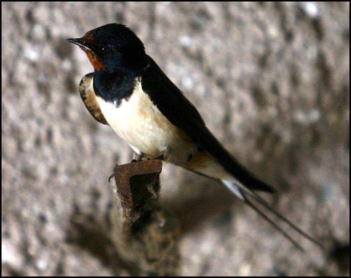 Hirondelle rustique, Grumes