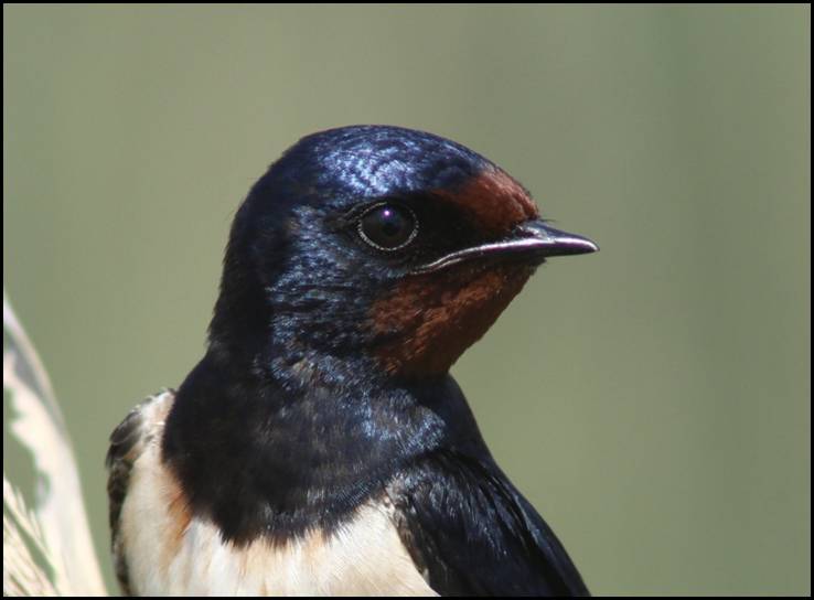 Hirondelle rustique, Delta de l'Ebre
