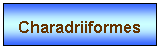 Zone de Texte: Charadriiformes