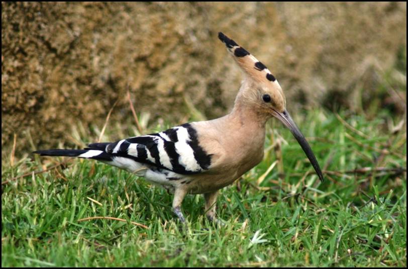Huppe fascie, Corse