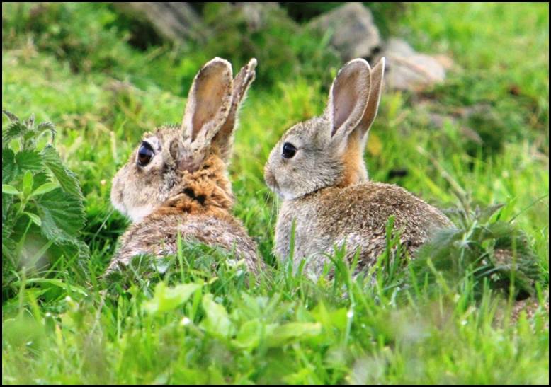 Lapin de garenne, Orkneys