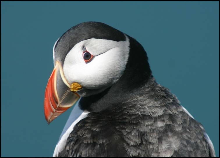 Macareux moine, Skomer Island