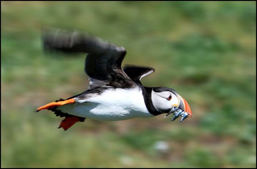 Macareux moine, Farne Islands