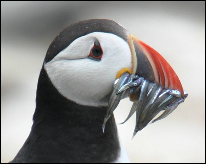 Macareux moine, Farne Islands