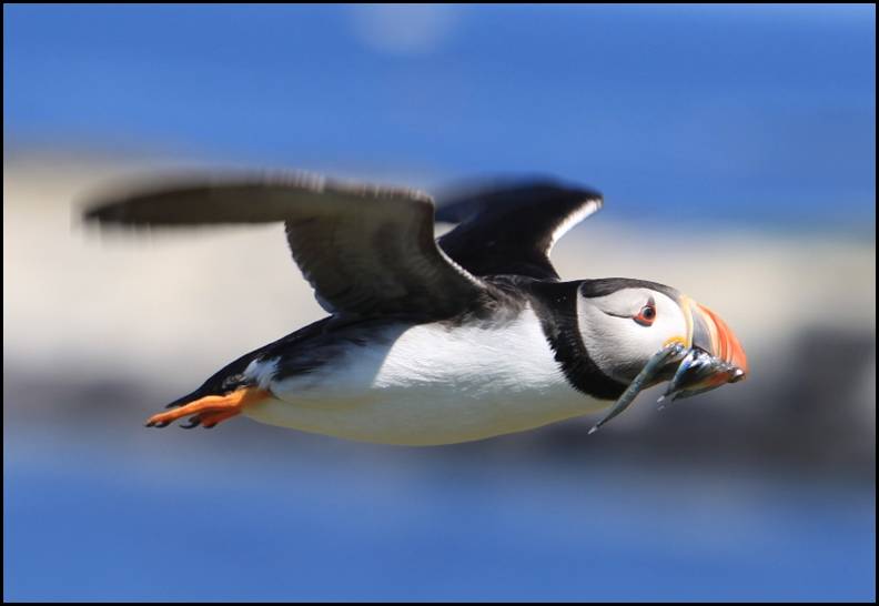 Macareux moine, Farne Islands