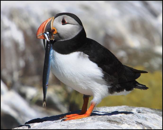 Macareux moine, Farne Islands