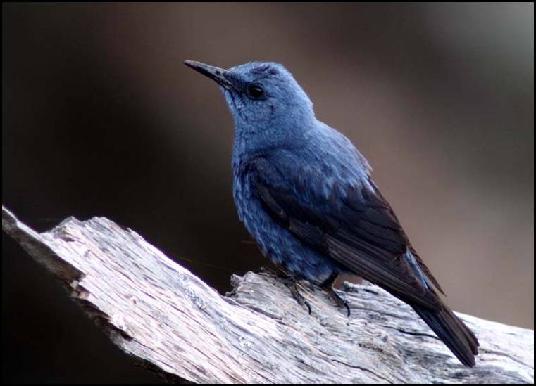 Merle bleu, Monfrage