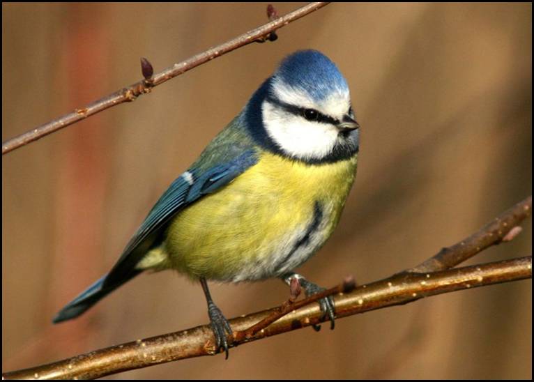 Msange bleue, Remerschen