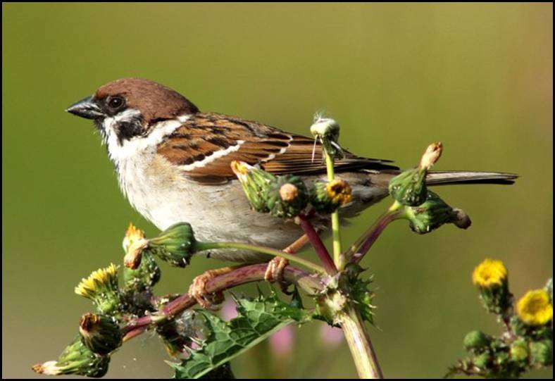 Moineau friquet, Danemark