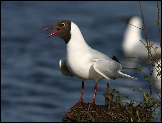 mouette rieuse, Groote Peel