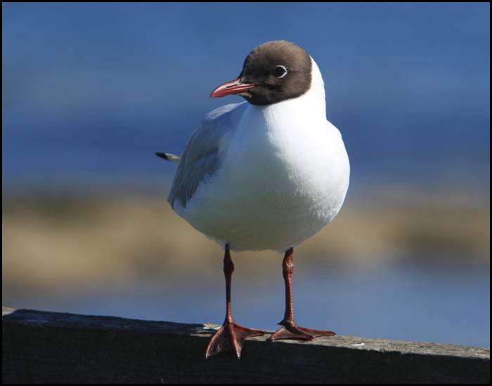 Mouette rieuse, Farne Islands