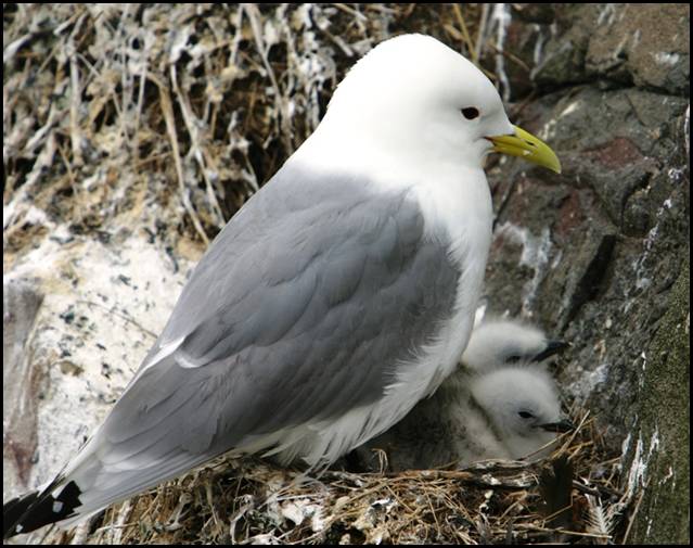 Mouette tridactyle, Dunbar
