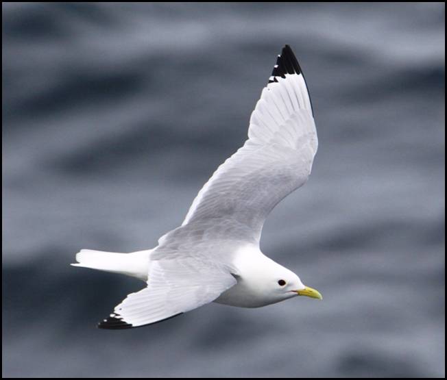 Mouette tridactyle, Marwick Head