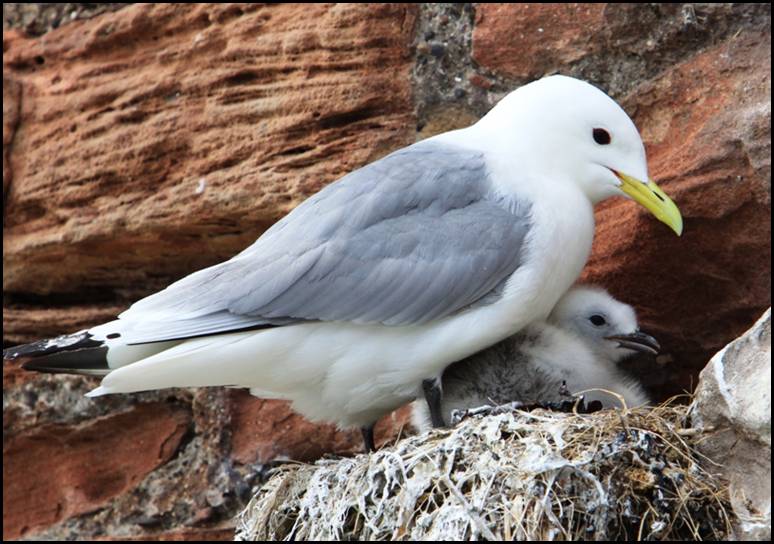 Mouette tridactyle, Dunbar