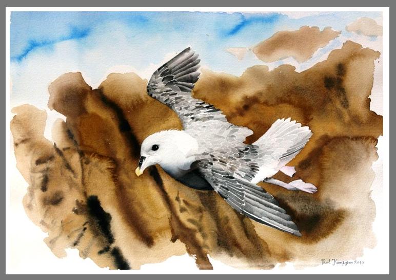 Aquarelle "Fulmar boral"