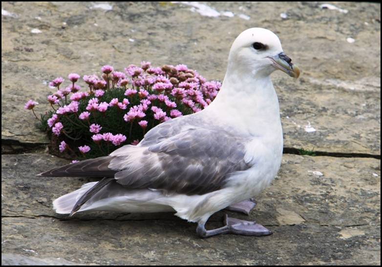 Fulmar boral, Marwick Head