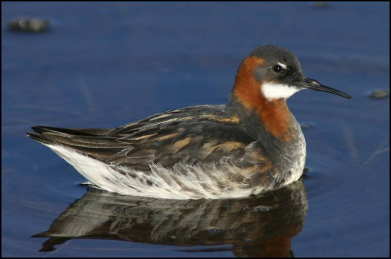 Phalarope  bec troit, Latrabjarg
