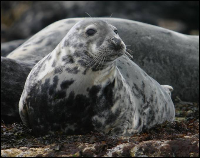 Phoque gris, Farne Islands